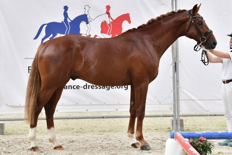 3yo Vice French Champion in 2020
